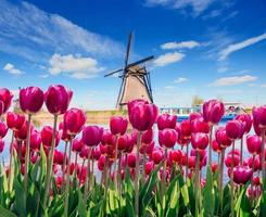 Traditional Dutch windmills from the canal in Rotterdam, deep sky astrophoto. Rows of red tulips in Holland photo