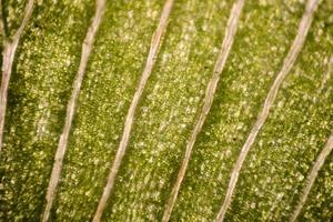 Leaf cells under microscope. micrograph, leaf under a microscope, organ-producing oxygen and carbon dioxide, the process of photosynthesis photo