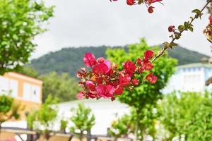 Fantásticas flores de color rosa brillante en Turquía. zona turística foto