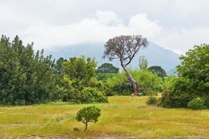 Beautiful landscape with trees on the lawn on a background of mountains photo