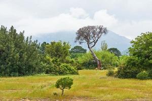 hermoso paisaje con árboles en el césped sobre un fondo de montañas foto