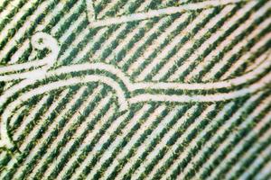 dinero de estados unidos bajo un microscopio parcialmente fuera de foco, punto de enfoque en el centro foto