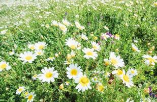 macro of beautiful white daisies flowers photo