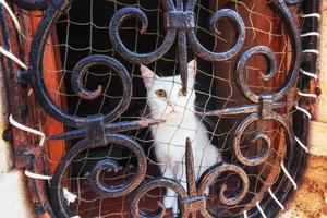 Blue eyed white cat stares at camera with safety net on its side photo