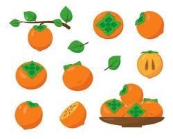 Persimmon set isolated on white background. vector