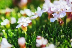 flores rosas en el parque natural skaftafell, islandia foto