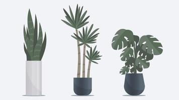 Collection of big flat indoor plant in vases standing on floor. Office, home and interior decoration elements vector