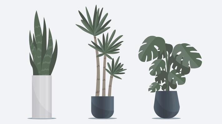 Collection of big flat indoor plant in vases standing on floor. Office, home and interior decoration elements