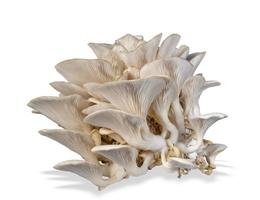Oyster mushroom isolated on white background.