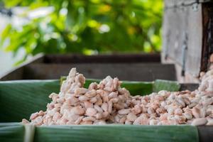 Fresh cacao beans fermentation process in a wood container. photo