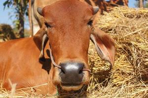 brown cow on the farm photo