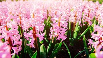 Fantastic flowers in spring flowerbed. Pink hyacinths