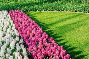 beautiful multicolored hyacinths. Holland. Keukenhof Flower Park. photo