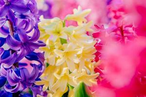 beautiful multicolored hyacinths. Holland. Keukenhof Flower Park. photo