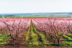 Richly blossoming tree garden on a lawn with a beautiful sky on a back background. photo