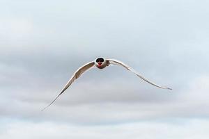 Arctic tern on white background - blue clouds. photo