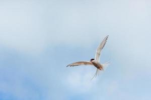 golondrina de mar ártica sobre fondo blanco - nubes azules. foto