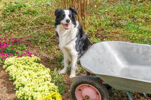 retrato al aire libre de lindo perro border collie con carro de jardín de carretilla en el fondo del jardín. perro cachorro divertido como jardinero listo para plantar plántulas. concepto de jardinería y agricultura. foto