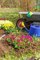 Flowerbed and gardener equipment wheelbarrow garden cart watering can garden rake in garden on summer day. Farm worker tools ready to planting seedlings or flowers. Gardening and agriculture concept photo