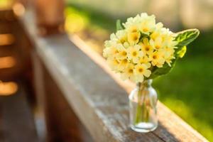 Easter concept. Bouquet of Primrose Primula with yellow flowers in glass vase under soft sunlight and blurred backdrop. Inspirational natural floral spring or summer blooming background. Copy space. photo