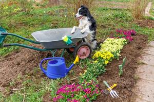 Outdoor portrait of cute dog border collie with wheelbarrow garden cart in garden background. Funny puppy dog as gardener ready to planting seedlings. Gardening and agriculture concept. photo