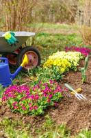Flowerbed and gardener equipment wheelbarrow garden cart watering can garden rake in garden on summer day. Farm worker tools ready to planting seedlings or flowers. Gardening and agriculture concept photo