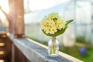 Easter concept. Bouquet of Primrose Primula with yellow flowers in glass vase under soft sunlight and blurred backdrop. Inspirational natural floral spring or summer blooming background. Copy space. photo