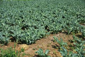 Cabbage field or farm, Green cabbages in the agriculture field photo
