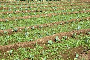 Cabbage field or farm, Green cabbages in the agriculture field photo