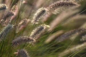 Fountain Grass Ornamental Plant in Garden with soft focus background photo