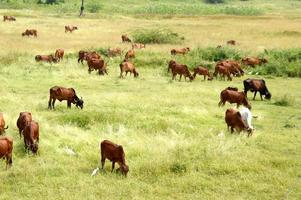 Cows and bulls are grazing on a lush grass field photo