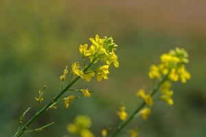 Mustard flowers blooming on plant at farm field with pods. close up. photo