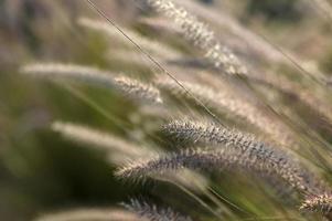 Fountain Grass Ornamental Plant in Garden with soft focus background photo