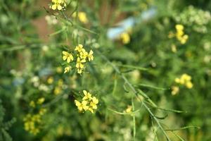 Mustard flowers blooming on plant at farm field with pods. close up. photo