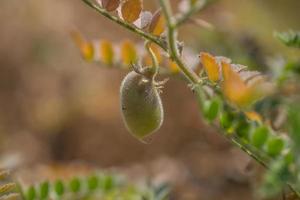 Chickpeas pod with green young plants in the farm field, Closeup. photo