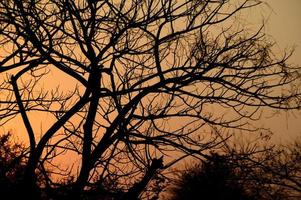 paisaje con silueta de árboles al atardecer. paisaje de luz de fondo, foto