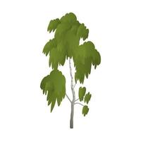 Realistic green birch on white background - Vector