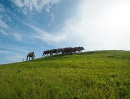 Cows grazing on lush grass field photo