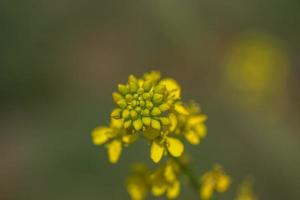 Mustard flowers blooming on plant at farm field with pods. close up. photo