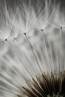 semilla de flor de diente de león blanco romántico en primavera foto