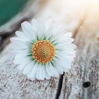 flor de margarita blanca romántica en primavera foto