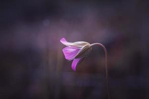 beautiful pink flower plant in the nature in springtime photo