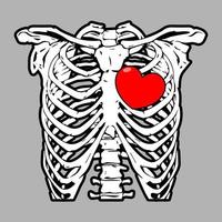 Thorax ribs, sternum, clavicle, scapula, vertebral column with love. Detailed medical illustration. Isolated on a silver background. vector