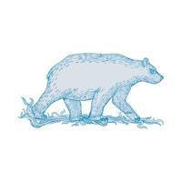 Polar Bear Walking Side Drawing vector