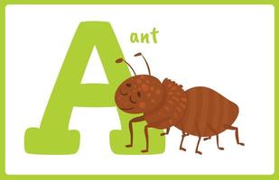 Flash Card Alphabet Insect A vector