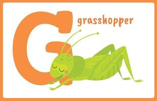 Flash Card Alphabet Insect G vector