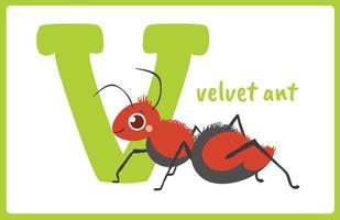 Flash Card Alphabet Insect V vector