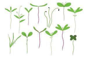 Microgreens set. Set of small green sprouts. Microgreens peas, radish, onion, arugula. sunflower, beets and others. Vector illustration isolated on white background.