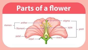 diagrama que muestra las diferentes partes de la flor vector