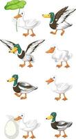 Set of different poses of ducks cartoon characters vector